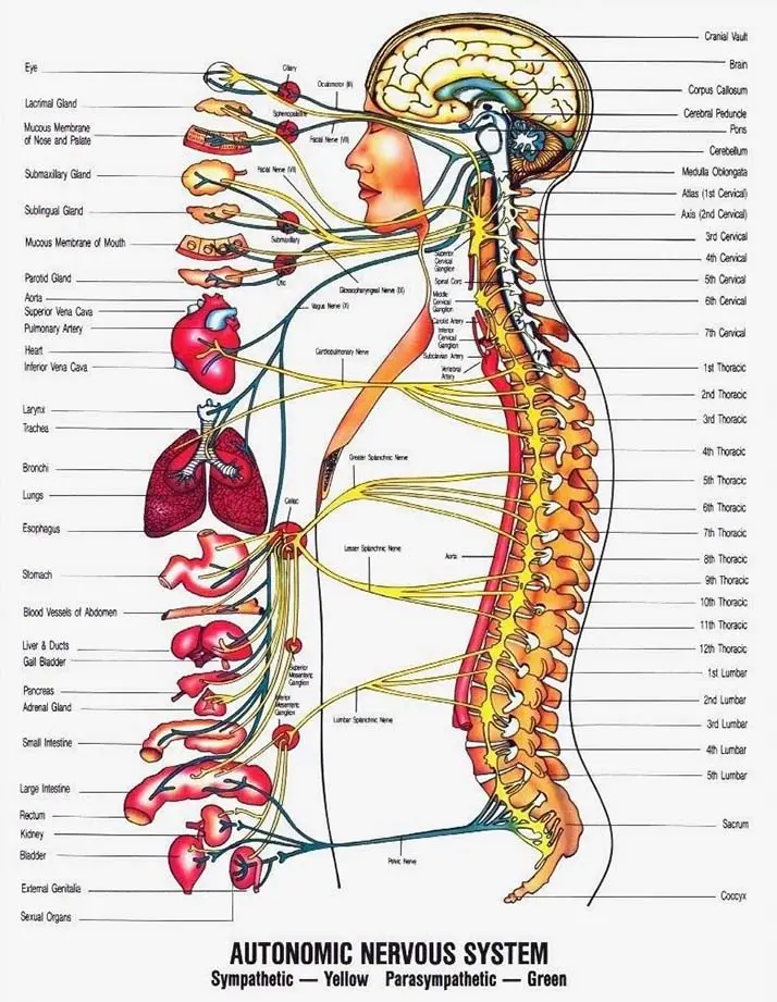 Chiropractic Canton GA Autonomic Nervous System Poster